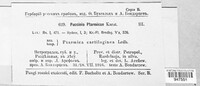 Puccinia ptarmicae image